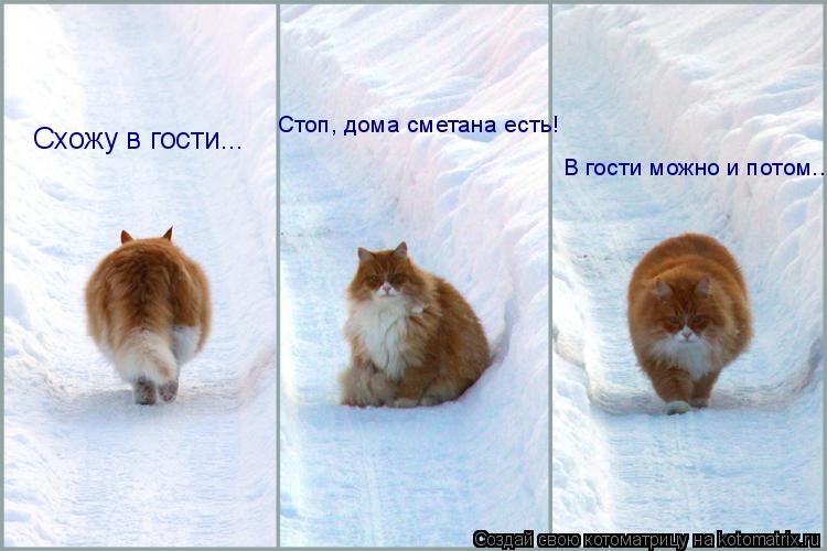 Котоматрица: Схожу в гости... Стоп, дома сметана есть! В гости можно и потом...
