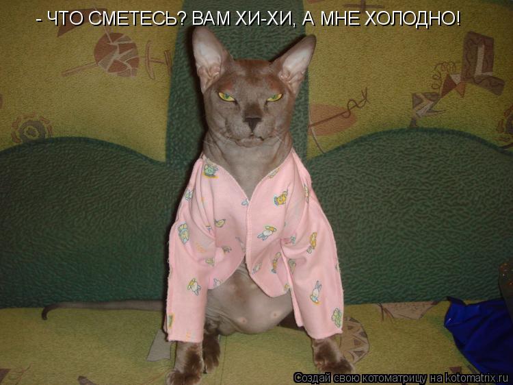 Котоматрица: - ЧТО СМЕТЕСЬ? ВАМ ХИ-ХИ, А МНЕ ХОЛОДНО!