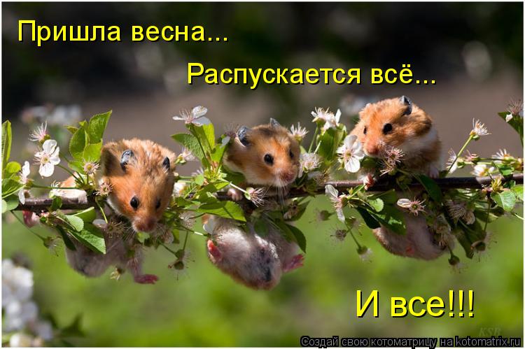 Пришла весна... Распускается всё... И все!!!... Котоматрица: Пришла весна... Распускается всё... И все!!!