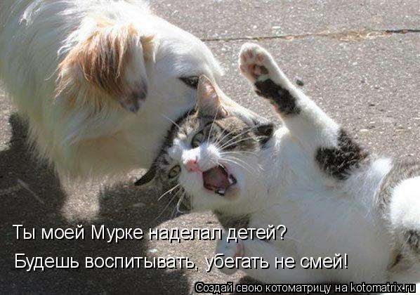 Ты моей Мурке наделал детей? Ты моей Мурке наделал детей? Будешь воспитывать, убегать не смей!... Котоматрица: Ты моей Мурке наделал детей? Ты моей Мурке наделал детей? Будешь воспитывать, убегать не смей!