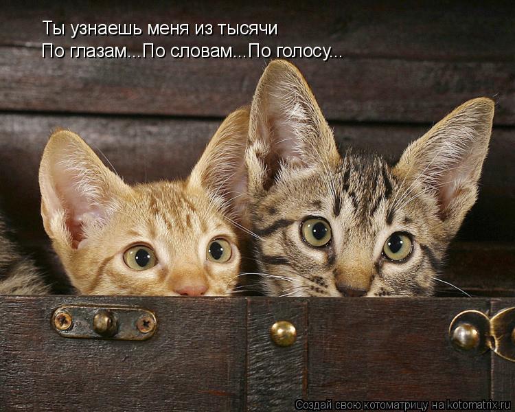 Ты узнаешь меня из тысячи По глазам...По словам...По голосу...... Котоматрица: Ты узнаешь меня из тысячи По глазам...По словам...По голосу...
