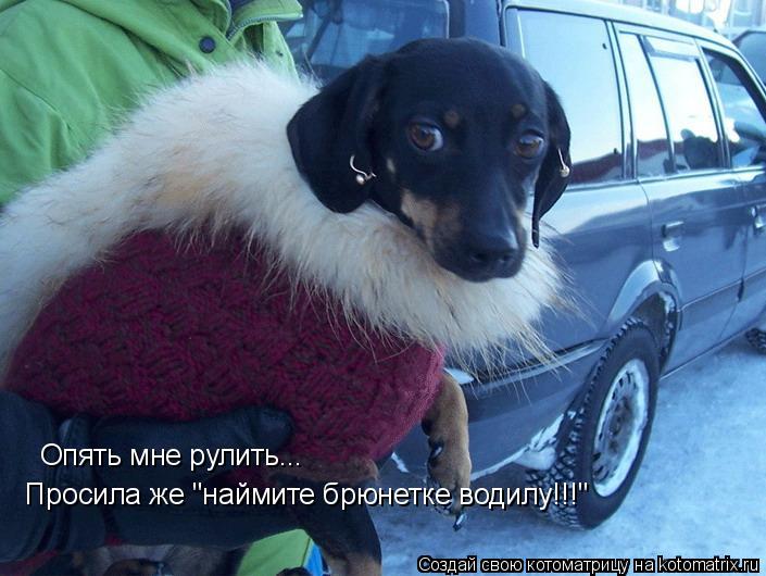 Опять мне рулить... Просила же "наймите брюнетке водилу!!!"... Котоматрица: Опять мне рулить... Просила же "наймите брюнетке водилу!!!"