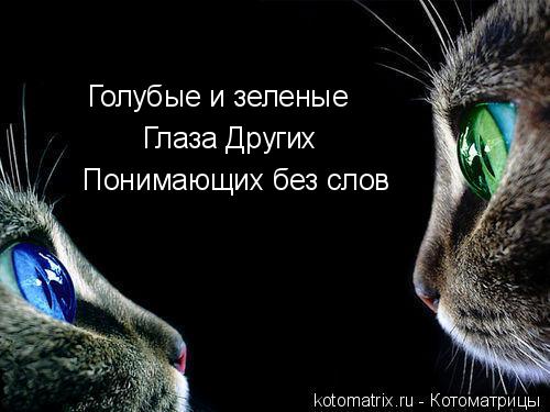 Голубые и зеленые Глаза Других Понимающих без слов... Котоматрица: Голубые и зеленые Глаза Других Понимающих без слов