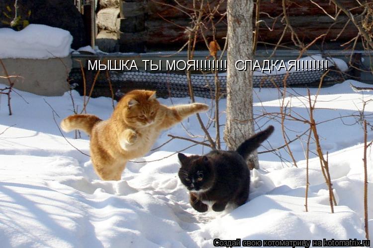 МЫШКА ТЫ МОЯ!!!!!!!! СЛАДКАЯ!!!!!!!!... Котоматрица: МЫШКА ТЫ МОЯ!!!!!!!! СЛАДКАЯ!!!!!!!!