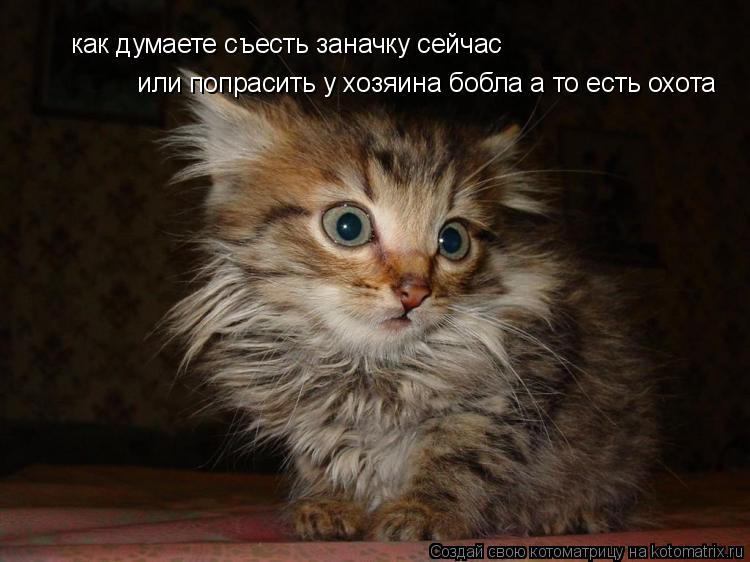 как думаете съесть заначку сейчас или попрасить у хозяина бобла а то есть охота... Котоматрица: как думаете съесть заначку сейчас или попрасить у хозяина бобла а то есть охота