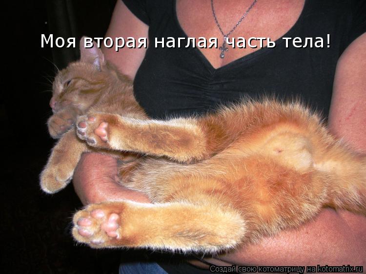 Моя вторая наглая часть тела!... Котоматрица: Моя вторая наглая часть тела!