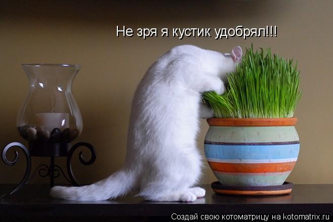 Не зря я кустик удобрял!!!... Котоматрица: Не зря я кустик удобрял!!!
