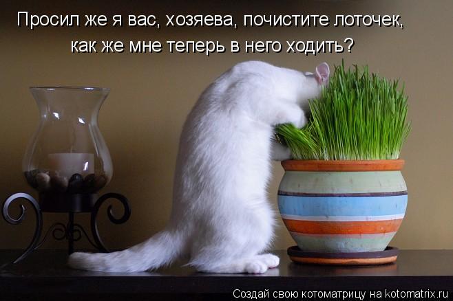 Просил же я вас, хозяева, почистите лоточек, как же мне теперь в него ходить?... Котоматрица: Просил же я вас, хозяева, почистите лоточек, как же мне теперь в него ходить?