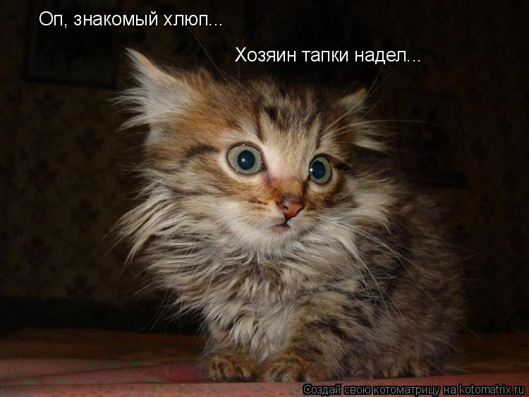 Оп, знакомый хлюп... Хозяин тапки надел...... Котоматрица: Оп, знакомый хлюп... Хозяин тапки надел...