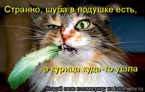 Странно, шуба в подушке есть, а курица куда-то ушла... Котоматрица: Странно, шуба в подушке есть, а курица куда-то ушла