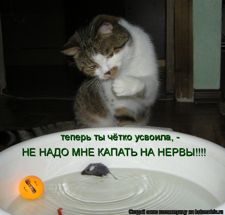 НЕ НАДО МНЕ КАПАТЬ НА НЕРВЫ!!!! теперь ты чётко усвоила, -... Котоматрица: НЕ НАДО МНЕ КАПАТЬ НА НЕРВЫ!!!! теперь ты чётко усвоила, -
