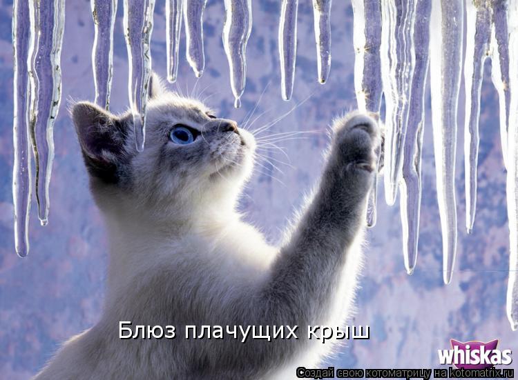 Блюз плачущих крыш... Котоматрица: Блюз плачущих крыш