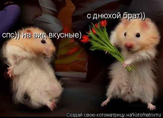с днюхой брат)) спс)) на вид вкусные)... Котоматрица: с днюхой брат)) спс)) на вид вкусные)