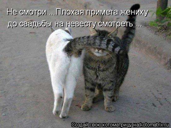 Не смотри ...Плохая примета жениху до свадьбы на невесту смотреть ...... Котоматрица: Не смотри ...Плохая примета жениху до свадьбы на невесту смотреть ...