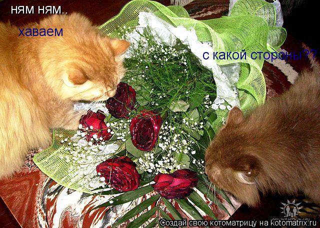 ням ням.. хаваем с какой стороны??... Котоматрица: ням ням.. хаваем с какой стороны??