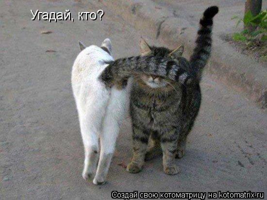 Угадай, кто?... Котоматрица: Угадай, кто?