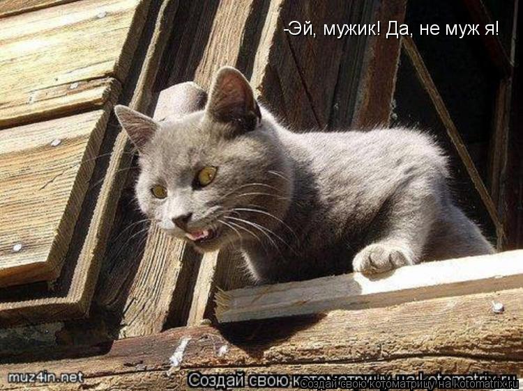 -Эй, мужик! Да, не муж я!... Котоматрица: -Эй, мужик! Да, не муж я!