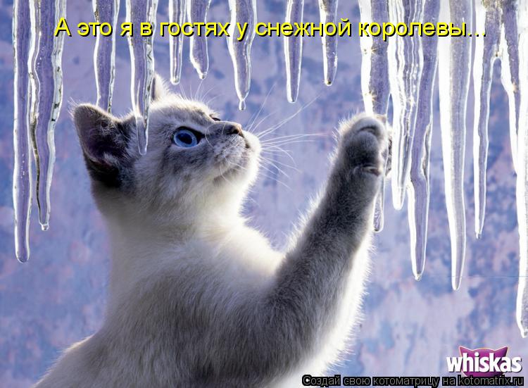 А это я в гостях у снежной королевы...... Котоматрица: А это я в гостях у снежной королевы...