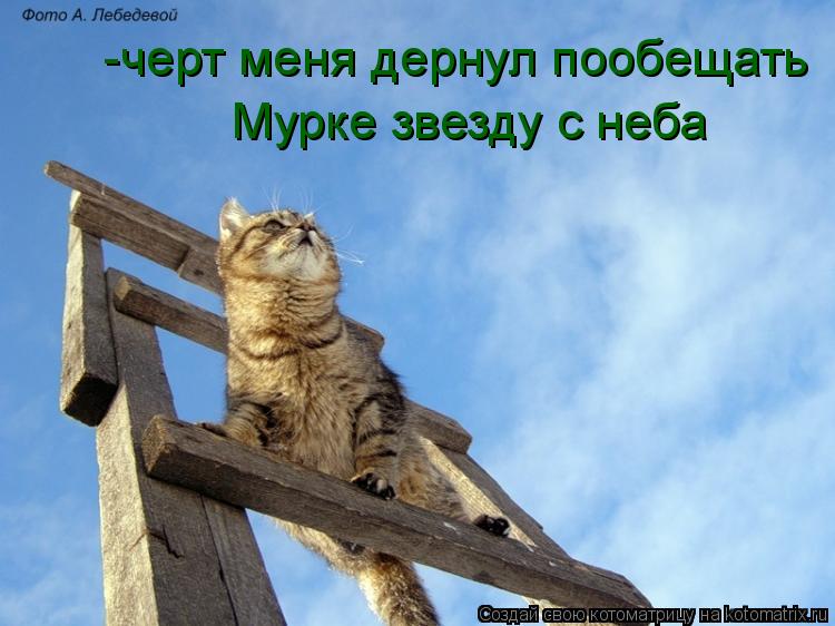 -черт меня дернул пообещать Мурке звезду с неба... Котоматрица: -черт меня дернул пообещать Мурке звезду с неба