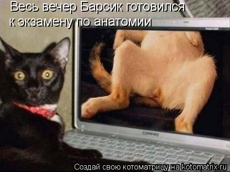 Весь вечер Барсик готовился к экзамену по анатомии... Котоматрица: Весь вечер Барсик готовился к экзамену по анатомии