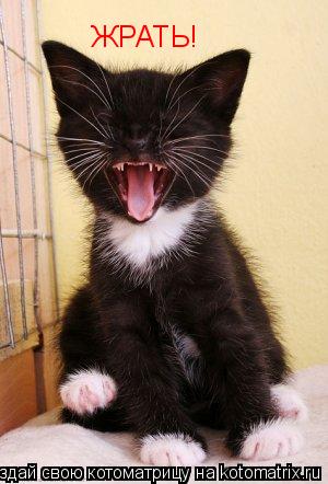 ЖРАТЬ!... Котоматрица: ЖРАТЬ!