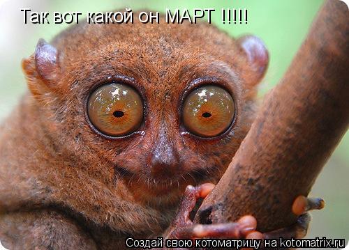 Котоматрица: Так вот какой он МАРТ !!!!!