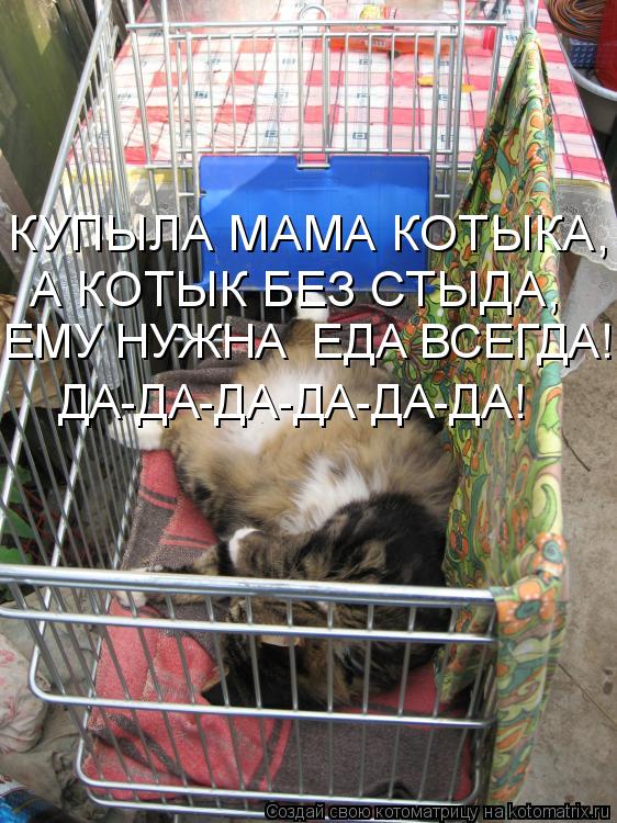 Котоматрица: КУПЫЛА МАМА КОТЫКА,  А КОТЫК БЕЗ СТЫДА, ЕМУ НУЖНА  ЕДА ВСЕГДА! ДА-ДА-ДА-ДА-ДА-ДА!