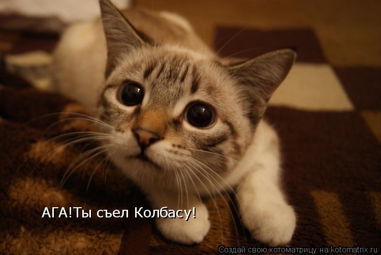 Котоматрица: АГА!Ты съел Колбасу!