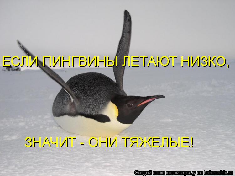 Котоматрица: ЕСЛИ ПИНГВИНЫ ЛЕТАЮТ НИЗКО, ЗНАЧИТ - ОНИ ТЯЖЕЛЫЕ!