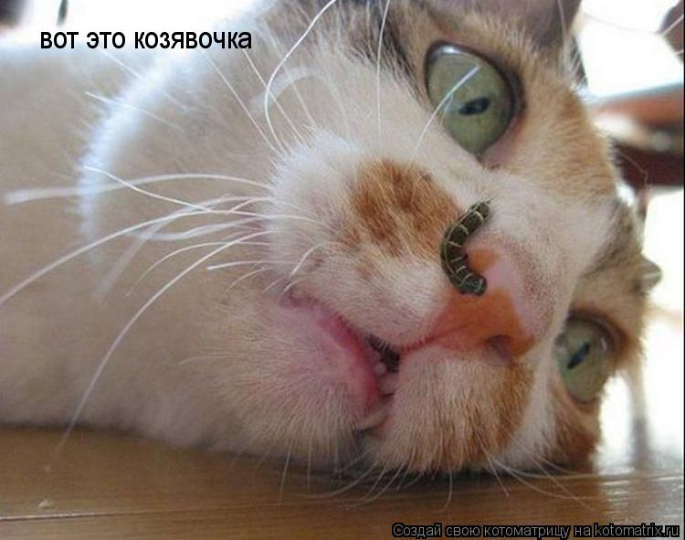 Котоматрица: вот это козявочка