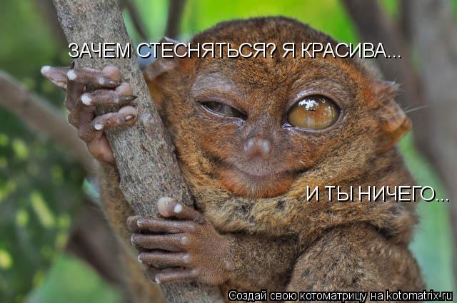 Котоматрица: ЗАЧЕМ СТЕСНЯТЬСЯ? Я КРАСИВА... И ТЫ НИЧЕГО...