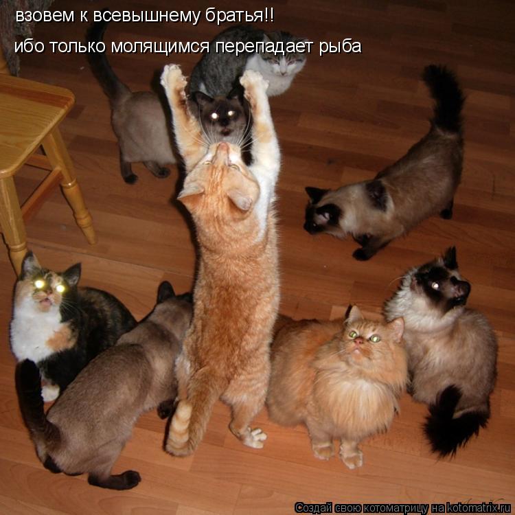 Котоматрица: взовем к всевышнему братья!!  ибо только молящимся перепадает рыба