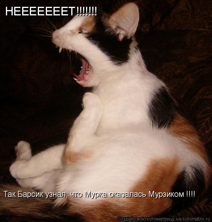 Котоматрица: НЕЕЕЕЕЕЕТ!!!!!!! Так Барсик узнал, что Мурка оказалась Мурзиком !!!!