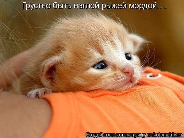 Грустно быть наглой рыжей мордой....... Котоматрица: Грустно быть наглой рыжей мордой....
