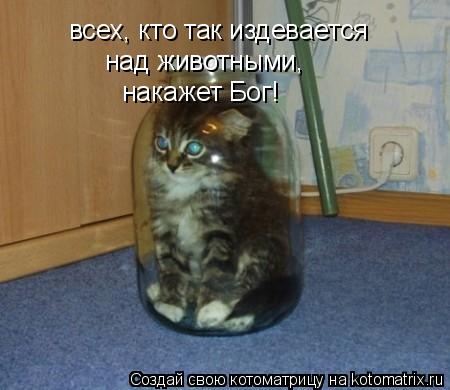 всех, кто так издевается над животными, накажет Бог!... Котоматрица: всех, кто так издевается над животными, накажет Бог!