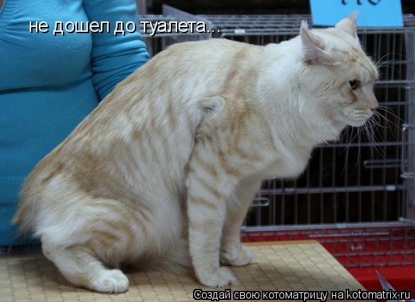 не дошел до туалета...... Котоматрица: не дошел до туалета...