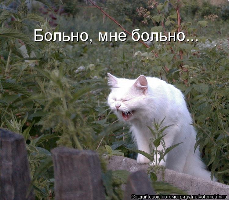 Больно, мне больно...... Котоматрица: Больно, мне больно...