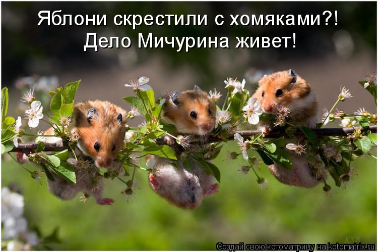 Яблони скрестили с хомяками?! Дело Мичурина живет! Дело Мичурина живет!... Котоматрица: Яблони скрестили с хомяками?! Дело Мичурина живет! Дело Мичурина живет!