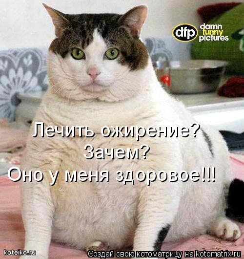 Лечить ожирение? Зачем? Оно у меня здоровое!!!... Котоматрица: Лечить ожирение? Зачем? Оно у меня здоровое!!!