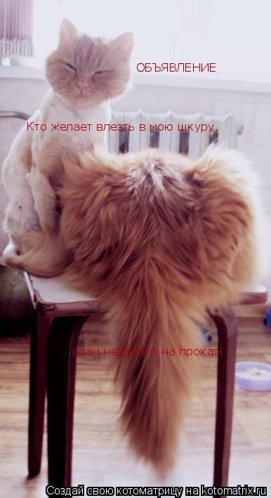 ОБЪЯВЛЕНИЕ Кто желает влезть в мою шкуру, сдам недорого на прокат!... Котоматрица: ОБЪЯВЛЕНИЕ Кто желает влезть в мою шкуру, сдам недорого на прокат!
