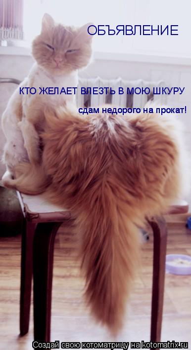 ОБЪЯВЛЕНИЕ КТО ЖЕЛАЕТ ВЛЕЗТЬ В МОЮ ШКУРУ сдам недорого на прокат! сдам недорого на прока... Котоматрица: ОБЪЯВЛЕНИЕ КТО ЖЕЛАЕТ ВЛЕЗТЬ В МОЮ ШКУРУ сдам недорого на прокат! сдам недорого на прокат!