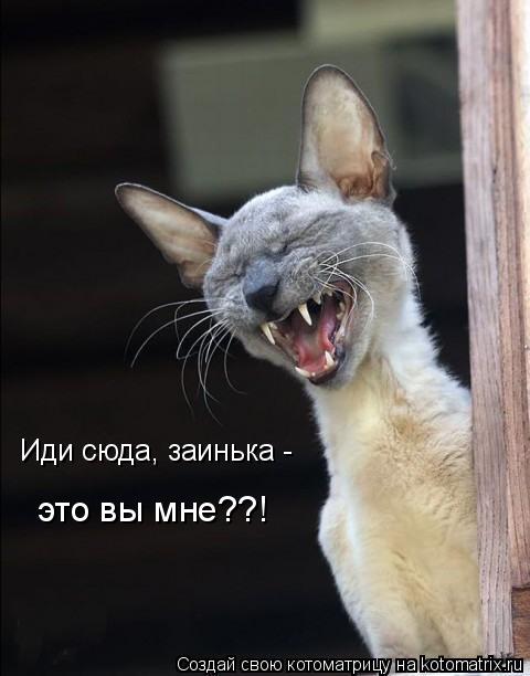 Иди сюда, заинька - это вы мне??!... Котоматрица: Иди сюда, заинька - это вы мне??!