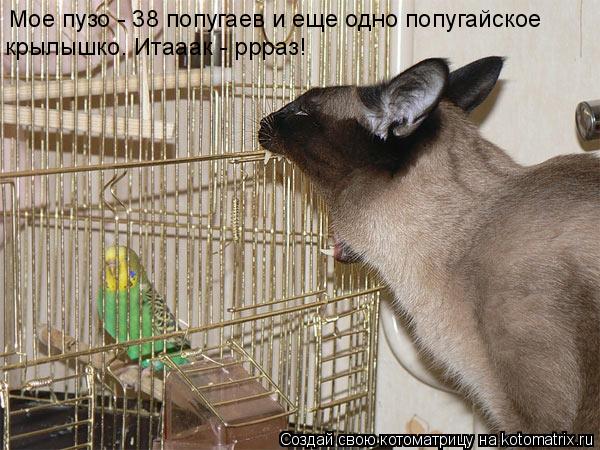Мое пузо - 38 попугаев и еще одно попугайское крылышко. Итааак - ррраз!... Котоматрица: Мое пузо - 38 попугаев и еще одно попугайское крылышко. Итааак - ррраз!