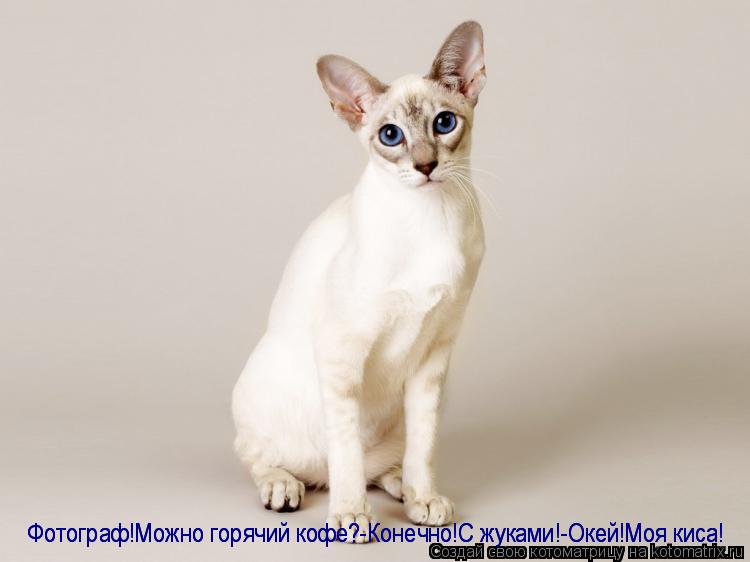 И вот моя первая фотосессия.Эй,фотограф,можно потише а то мне не терпиться пукнуть Фотограф!Можно гор... Котоматрица: И вот моя первая фотосессия.Эй,фотограф,можно потише а то мне не терпиться пукнуть Фотограф!Можно горячий кофе?-Конечно!С жуками!-Окей!Моя к