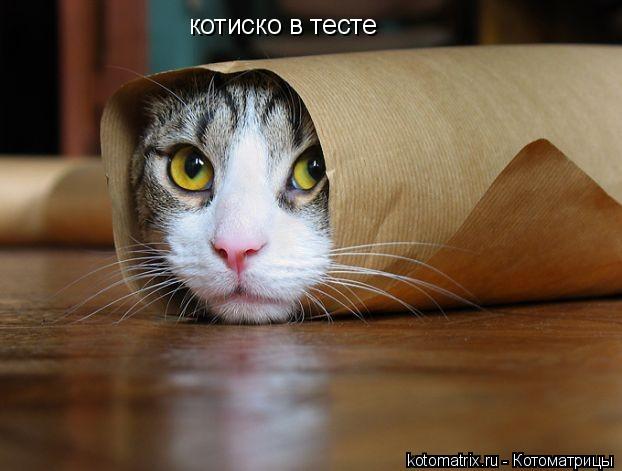 котиско в тесте... Котоматрица: котиско в тесте