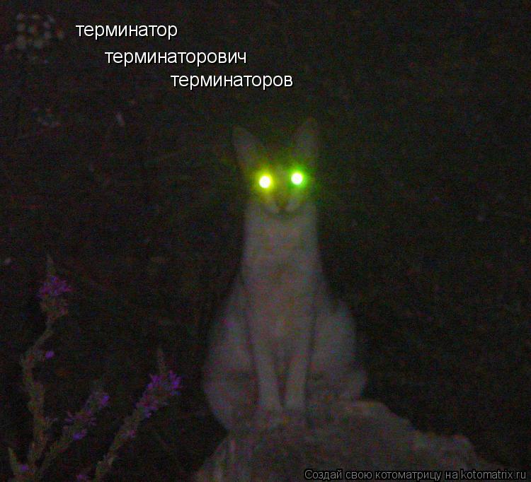 терминатор терминаторович терминаторов... Котоматрица: терминатор терминаторович терминаторов