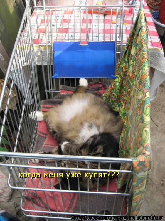 когда меня уже купят???... Котоматрица: когда меня уже купят???