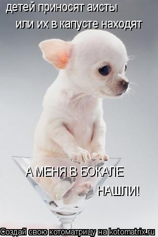 Котоматрица: детей приносят аисты или их в капусте находят А МЕНЯ В БОКАЛЕ НАШЛИ!