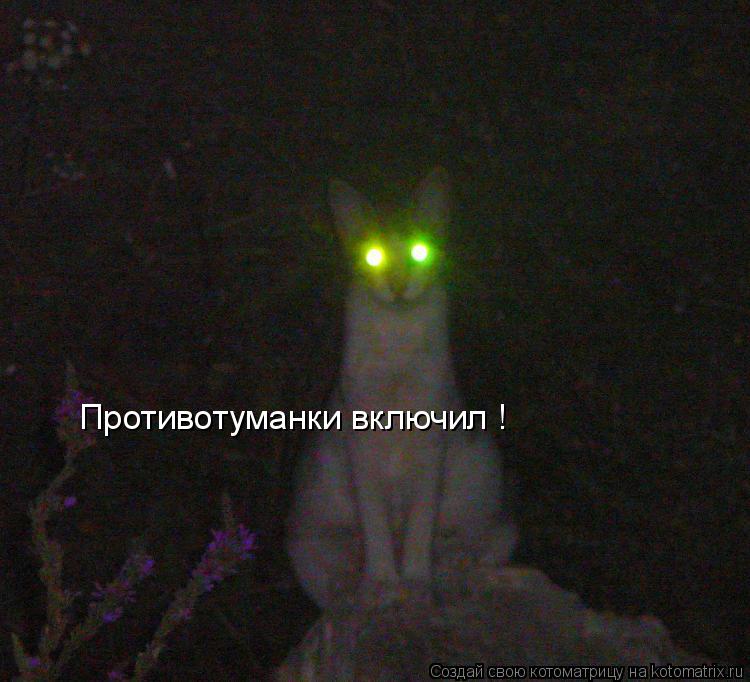 Котоматрица: Противотуманки включил !