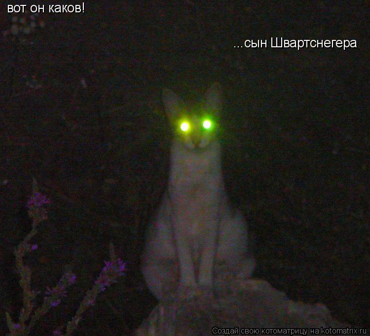 Котоматрица: вот он каков! ...сын Швартснегера